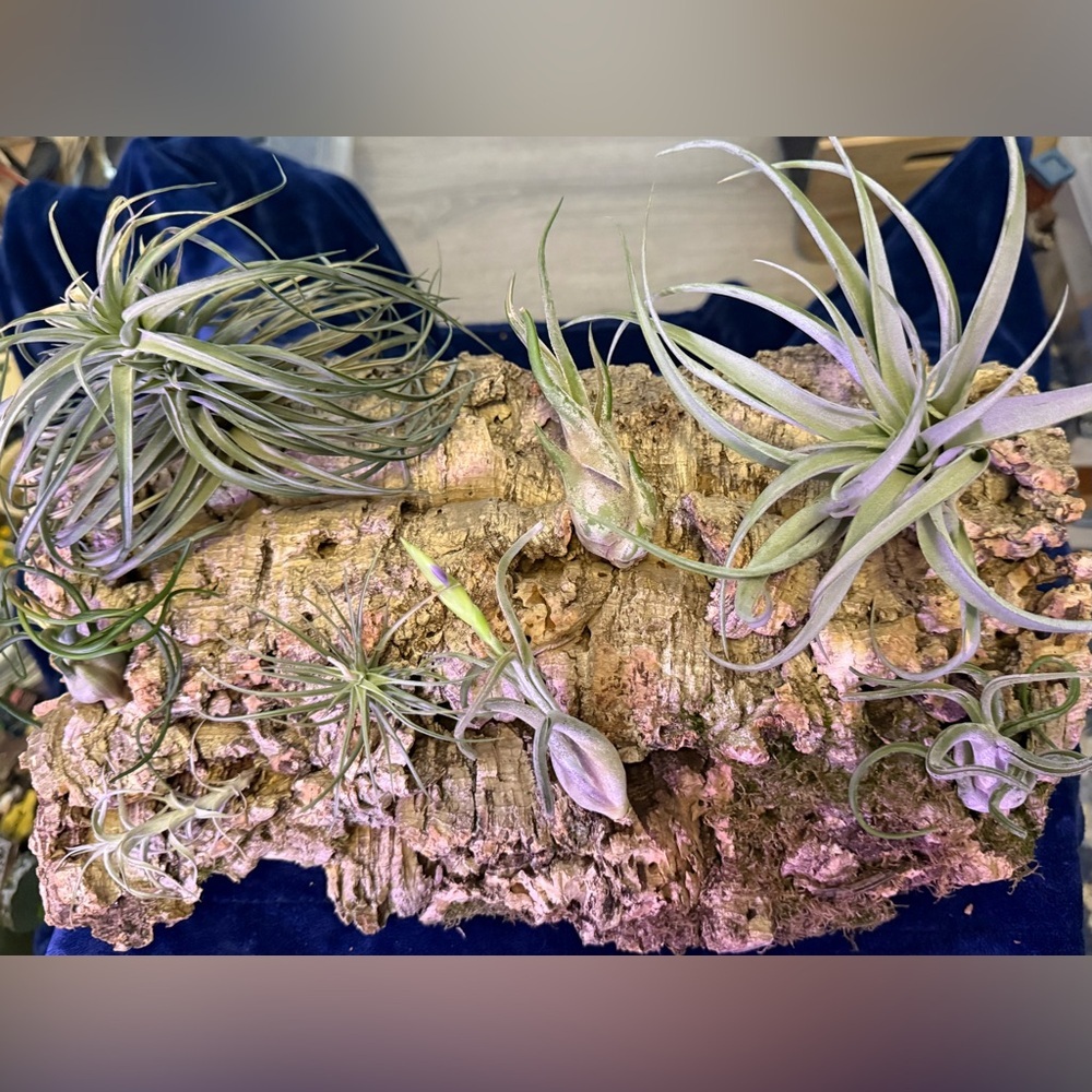 Air Plant Cork Mounted Arrangement - Green